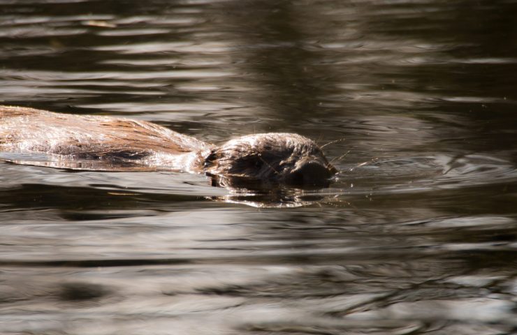 Lower Mill Estate Beaver Nature